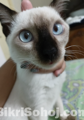 Pure Siamese cat